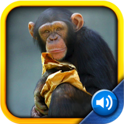 Toddler Tapping Zoo App by Tipitap