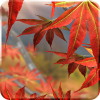 Autumn Tree Live Wallpaper App by Kittehface Software