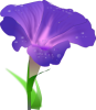 +morning+glory+flower+ clipart