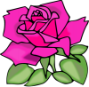 +rose+blossom+plant+0005+ clipart