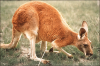 +animal+kangaroo+ clipart
