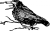 +animal+old+crow+ clipart