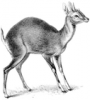 +animal+Four+horned+Antelope+Tetracerus+quadricornis+ clipart