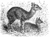+animal+Four+horned+antelope+Tetracerus+quadricornis+ clipart
