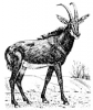 +animal+antelope+(Sable)+ clipart