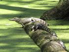 +animal+aquatic+Alligators+at+Cypress+Swamp+ clipart