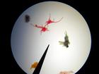 +animal+aquatic+Amoeba+microscope+ clipart