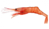 +animal+aquatic+Northern+shrimp+Pandalus+borealis+ clipart