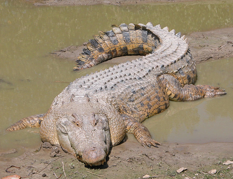 +animal+aquatic+Saltwater+Crocodile+ clipart