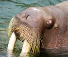 +animal+aquatic+Vibrissae+of+walrus+ clipart