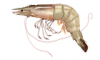 +animal+aquatic+White+shrimp+Litopenaeus+setiferus+ clipart