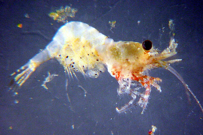 +animal+aquatic+Zooplankton+Shrimp+with+eggs+ clipart