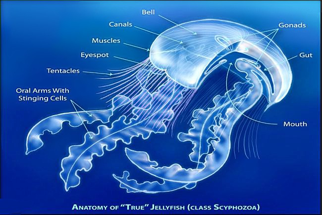 +animal+aquatic+jellyfish+anatomy+ clipart