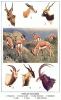+animal+types+of+antelope+ clipart