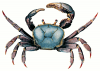 +animal+aquatic+Purple+Mangrove+Crab+Ucides+cordates+female+ clipart