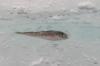+animal+fish+Arctic+Cod+resting+among+ice+ clipart