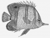 +animal+fish+Copperband+Butterflyfish+Chelmon+rostratus+lineart+ clipart