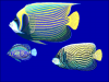 +animal+fish+Emperor+angelfish+Pomacanthus+imperator+blueBG+ clipart