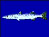 +animal+fish+Great+barracuda+Sphyraena+barracuda+blueBG+ clipart