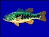 +animal+fish+Largemouth+bass+Micropterus+salmoides+blueBG+ clipart