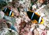 +animal+fish+Orange+fin+anemonefish+Amphiprion+chrysopterus+ clipart