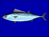 +animal+fish+Pacific+bonito+Sarda+chiliensis+blueBG+ clipart