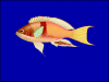 +animal+fish+Red+belted+anthias+Pseudanthias+rubrizonatus+blueBG+ clipart