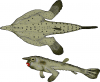 +animal+fish+Red+lipped+batfish+Ogcocephalus+darwini+ clipart
