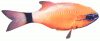 +animal+fish+Ring+tailed+Cardinalfish+Ostorhinchus+aureus+ clipart