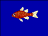 +animal+fish+Ruby+cardinalfish+Apogon+coccineus+blueBG+ clipart