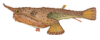 +animal+fish+Seadevil+Ogcocephalus+vespertilio+profile+ clipart