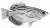 +animal+fish+Smallscale+archerfish+Toxotes+microlepis+ clipart