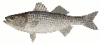 +animal+fish+Striped+Bass+2+ clipart
