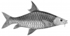 +animal+fish+Tor+tor+from+India+ clipart