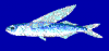 +animal+fish+Blue+Flying+fish+Exocoetus+volitans+blueBG+ clipart