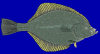 +animal+fish+European+flounder+Platichthys+flesus+blueBG+ clipart