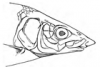 +animal+fish+Houting+head+ clipart
