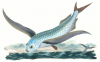 +animal+fish+Tropical+two+wing+flyingfish+Exocoetus+volitans+ clipart