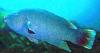 +fish+aquatic+Blue+Groper+male+Achoerodus+viridis+ clipart