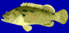 +fish+aquatic+Brown+marbled+grouper+Epinephelus+fuscoguttatus+2+blueBG+ clipart