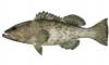 +fish+aquatic+Gag+grouper+Mycteroperca+microlepis+ clipart