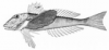 +fish+aquatic+Northern+searobin+Prionotus+carolinus+lineart+ clipart