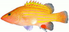 +fish+aquatic+Spanish+flag+grouper+Gonioplectrus+hispanus+ clipart
