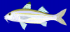 +fish+aquatic+Sulphur+goatfish+Upeneus+sulphureus+blueBG+ clipart
