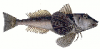 +fish+aquatic+Tub+gurnard+Chelidonichthys+lucerna+illustration+ clipart
