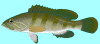 +fish+aquatic+White+grouper+Epinephelus+aeneus+blueBG+ clipart