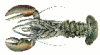 +fish+aquatic+American+lobster+female+with+eggs+ clipart
