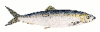 +fish+aquatic+Atlantic+herring+Clupea+harengus+clipart+ clipart
