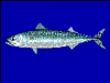 +fish+aquatic+Atlantic+mackerel+Scomber+scombrus+blueBG+ clipart