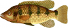 +fish+aquatic+Banded+Jewelfish+Hemichromis+fasciatus+ clipart